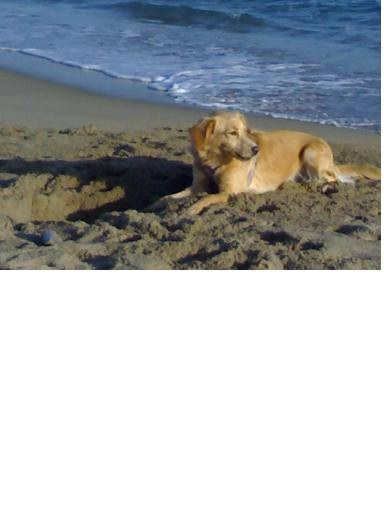 Un dia en la playa, le encanta corretear en la arena y tomar el sol. Un dia en la playa, le encanta corretear en la arena y tomar el sol.